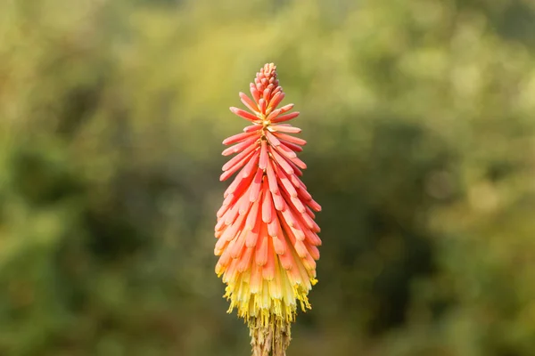 懐中電灯ユリの花 ニフォフィア ウバリア — ストック写真