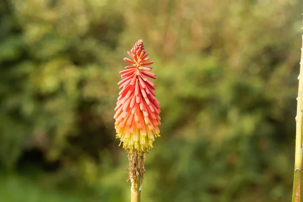 Bir Meşale Zambak Çiçek Kniphofia Uvaria — Stok fotoğraf