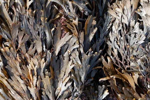Brown Algae Toothed Wrack Fucus Serratus Atlantic Ocean — Stock Photo, Image