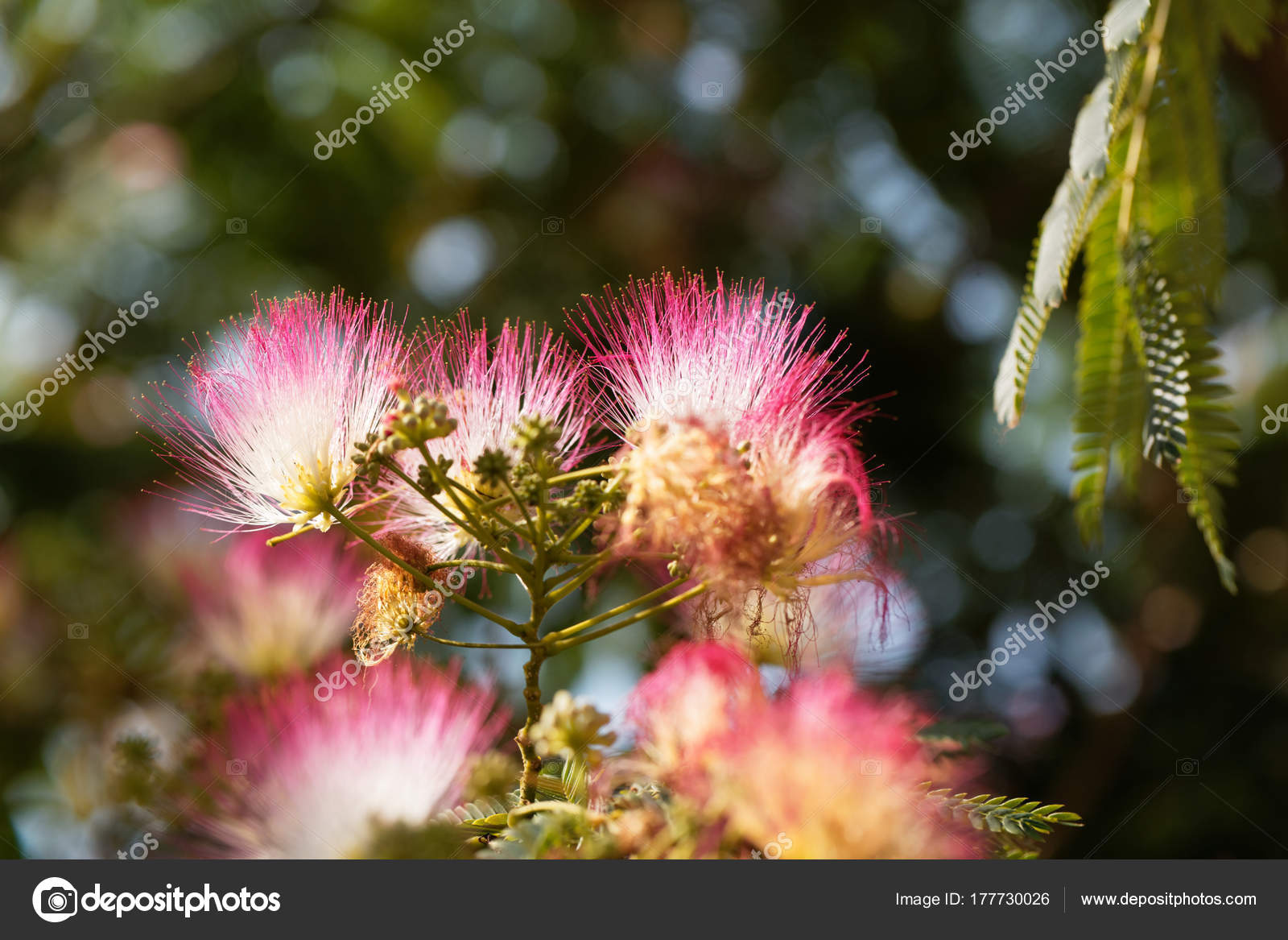 Flowers Persian Silk Tree Albizia Julibrissin Stock Photo By C Chweiss
