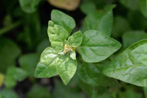 Нова Зеландія шпинат, Tetragonia tetragonioides. — стокове фото