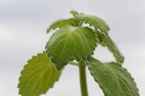 Plectranthus bellus 라고 불리는, 최근에 퇴화 한 새로운 종의 낙엽 — 스톡 사진