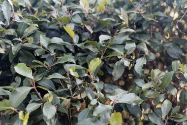 Khat ya da Qat çalılarının taze yaprakları, Catha Edulis.