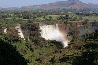 Etiyopya 'daki Tana Gölü' ndeki Mavi Nil Şelalesi. 