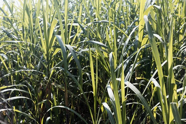 Leaves of Sugarcane, Saccharum officinarum — Stock Photo, Image