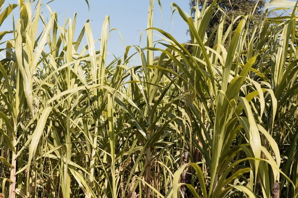 Leaves of Sugarcane, Saccharum officinarum — Stock Photo, Image