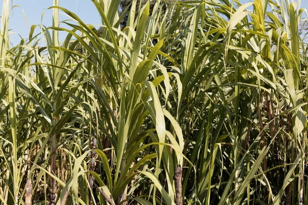 Leaves of Sugarcane, Saccharum officinarum — Stock Photo, Image