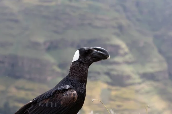 Πορτρέτο ενός παχύ κορακιού, Corvus crassirostris, στα βουνά Simien — Φωτογραφία Αρχείου