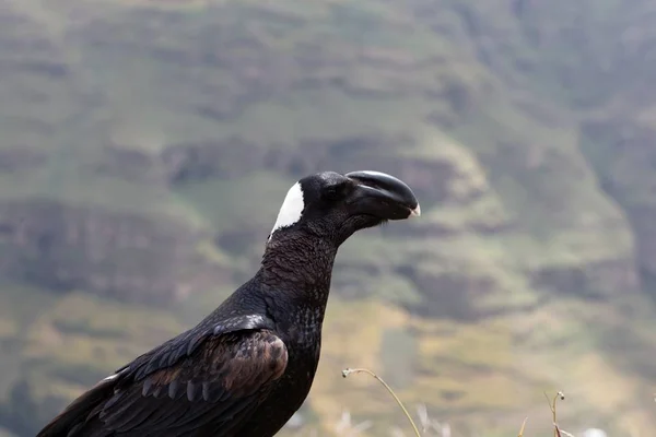 Retrato de um corvo de bico grosso, Corvus crassirostris, nas Montanhas Simien — Fotografia de Stock