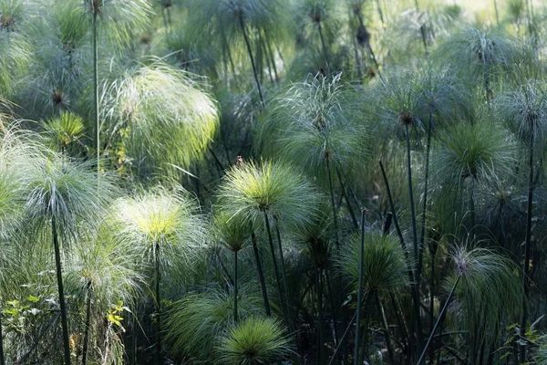 Piggar av papyrus sedges, Cyperus papyrus — Stockfoto