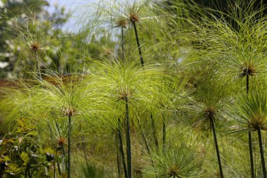 Papirüs çıkıntıları, Cyperus papirüsü.