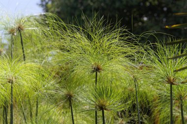 Papirüs çıkıntıları, Cyperus papirüsü.