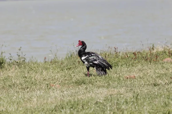 A spur-winged goose, Plectropterus gambensis