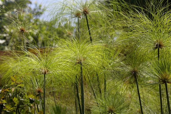 Picos de sebes de papiro, papiro Cyperus — Fotografia de Stock