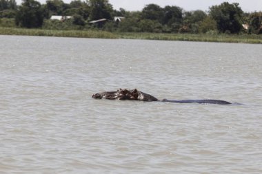 Tana Gölü 'ndeki bir su aygırının başı olan Hippopotamus amfibisinin başı.