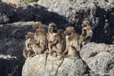 Bir grup gelada babunu, Theropithecus gelada, bir kayanın üzerinde..