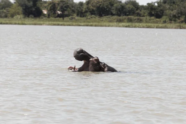 Cabeça de um hipopótamo, hipopótamo anfíbio, no lago Tana — Fotografia de Stock