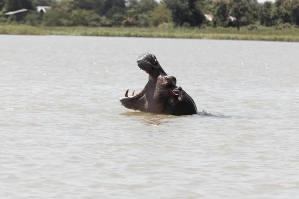 Cabeça de um hipopótamo, hipopótamo anfíbio, no lago Tana — Fotografia de Stock