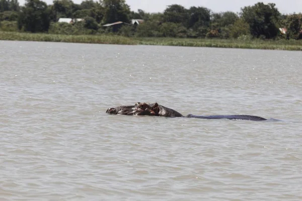 Hoofd van een Hippopotamus, Hippopotamus amfibie, aan het Tana meer — Stockfoto