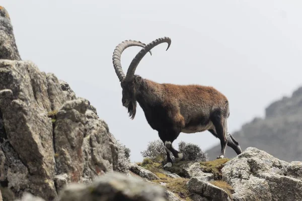 Walia ibex, Capra walie, in het Simien Mountain National Park — Stockfoto