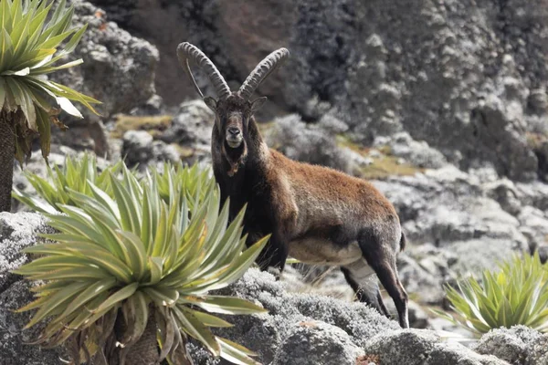Walia ibex, Capra walie, no Parque Nacional Simien Mountain — Fotografia de Stock
