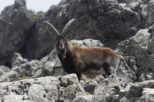 Walia dağ keçisi, Capra walie, Simien Dağı Ulusal Parkı 'nda. — Stok fotoğraf