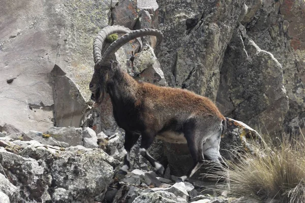Walia ibex, Capra walie, en el Parque Nacional de la Montaña Simien —  Fotos de Stock