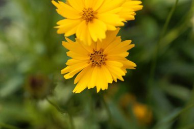 Mızrak yapraklı koreopsis çiçeği, koreopsis lanceolata.