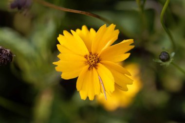 Mızrak yapraklı koreopsis çiçeği, koreopsis lanceolata.