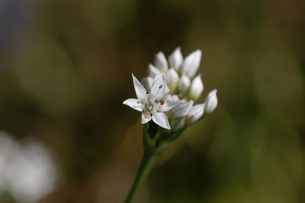 Flori de Allium ericetorum — Fotografie, imagine de stoc