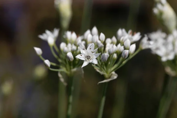 Květiny Allium ericetorum — Stock fotografie