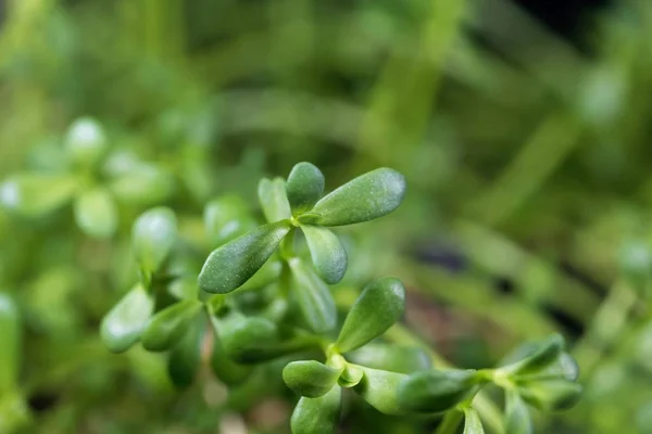 Blätter des Brahmi-Krautes, bacopa monnieri — Stockfoto