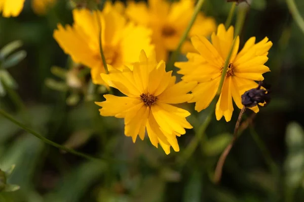 披針形のコロプスの花、コロプスの花。. — ストック写真