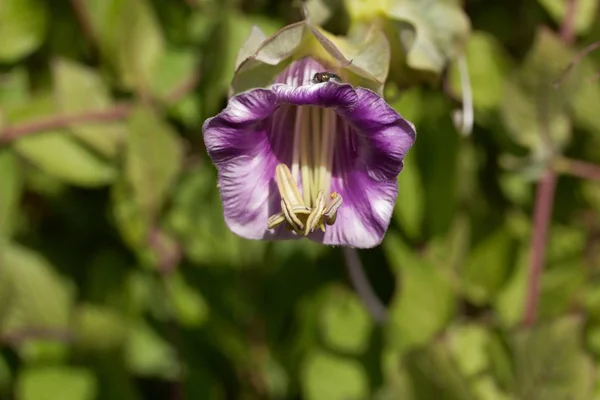 Copa y platillo de vid, Cobaea scandens . — Foto de Stock