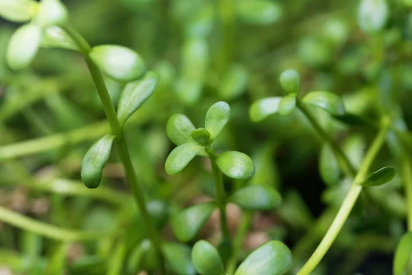 Brahmi otundan yapraklar, Bacopa monnieri