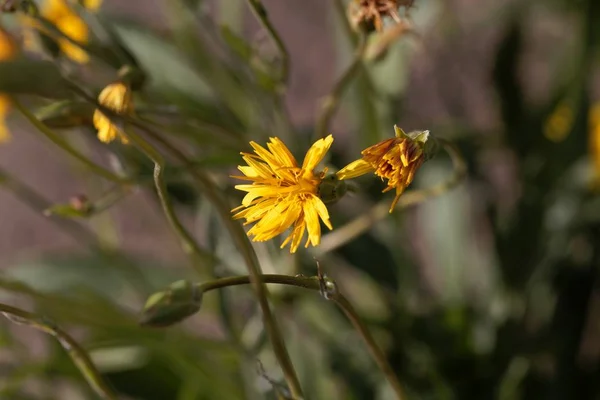 Blomma av en svart salsify, Scorzonera hispanica. — Stockfoto