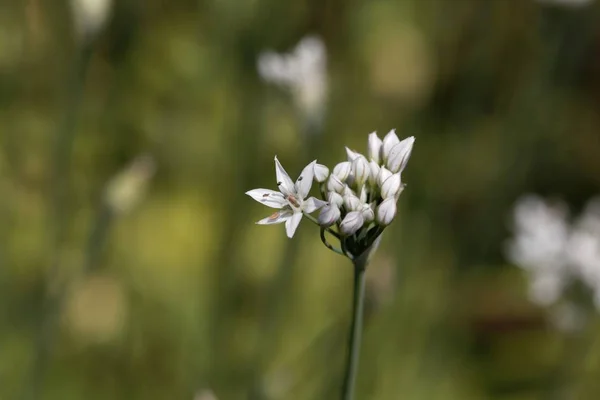 Flori de Allium ericetorum — Fotografie, imagine de stoc