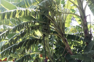 Çalının yeşil muz meyveleri