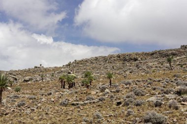 Etiyopya 'daki Simien Dağı Ulusal Parkı' nda Alp manzarası. 