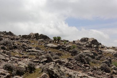 Etiyopya 'daki Simien Dağı Ulusal Parkı' nda Alp manzarası. 