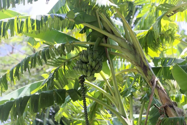 灌木的绿色香蕉果 — 图库照片
