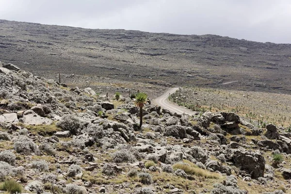 Alpenlandschap op het nationale park Simien Mountain in Ethiopië. — Stockfoto