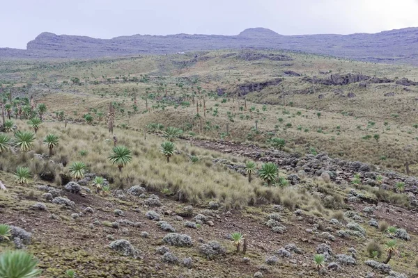 Alpenlandschap op het nationale park Simien Mountain in Ethiopië. — Stockfoto