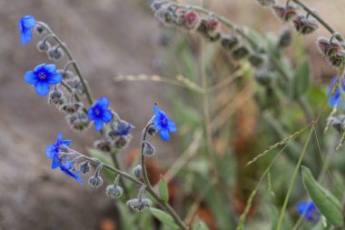 Etiyopya 'daki bir Cynoglossum bitkisinin çiçeği. 