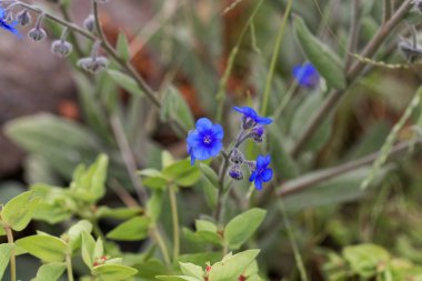 Etiyopya 'daki bir Cynoglossum bitkisinin çiçeği. 