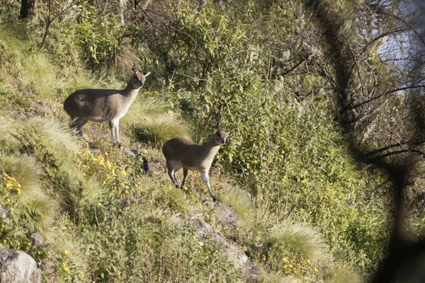 Bir çift Etiyopya klipspringi, Oreotragus oreotragus saltatrixoides — Stok fotoğraf