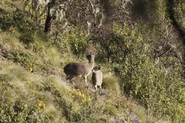 Pareja de klipspringer etíope, Oreotragus oreotragus saltatrixoides —  Fotos de Stock