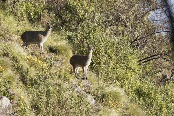 Pareja de klipspringer etíope, Oreotragus oreotragus saltatrixoides —  Fotos de Stock