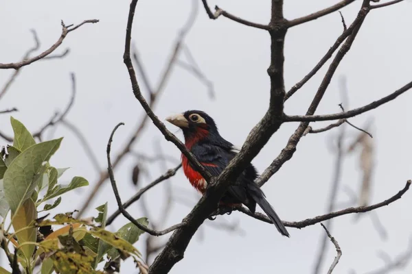 Barbet de dentes duplos, Lybius bidentatus — Fotografia de Stock