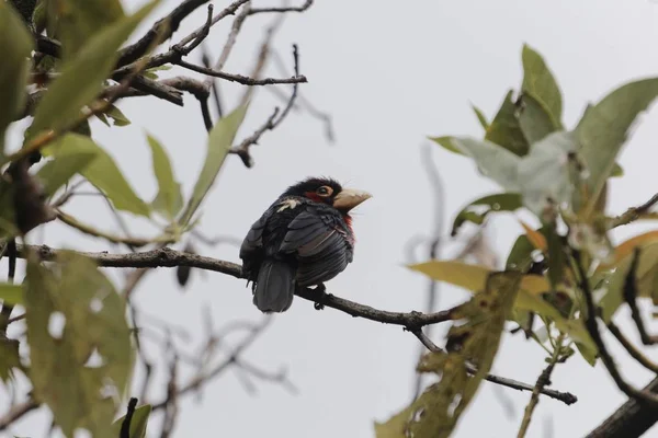 Barbet de dentes duplos, Lybius bidentatus — Fotografia de Stock